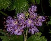 Hydrophyllum fendleri 20-9881